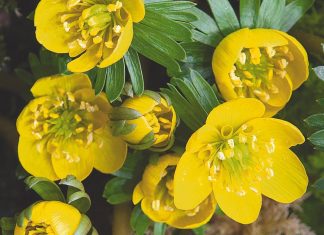 How to grow winter aconites